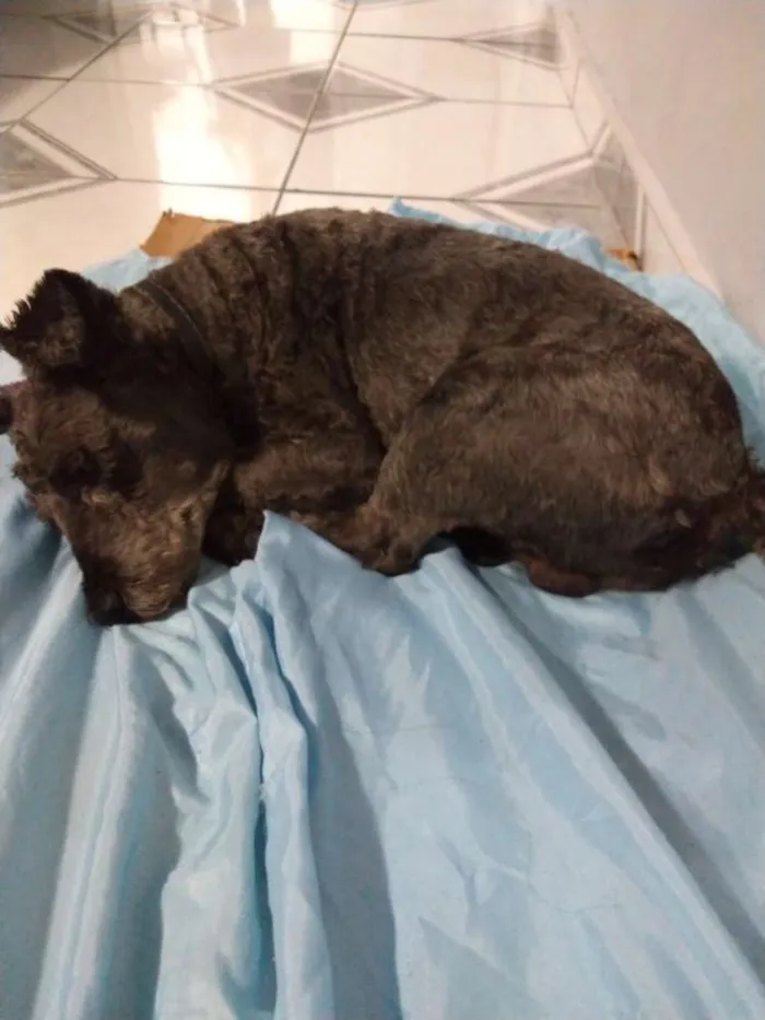 Cachorro ra a Srd idade 3 anos nome Nego