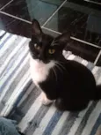 Junior