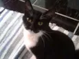 Junior