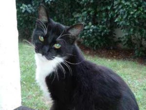 Gato raça SRD idade 7 a 11 meses nome Junior