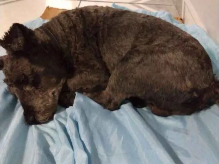 Cachorro ra a Srd idade 3 anos nome Nego