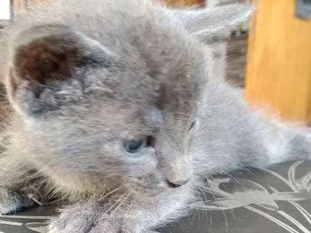 Gato ra a  idade Abaixo de 2 meses nome Sem Nome