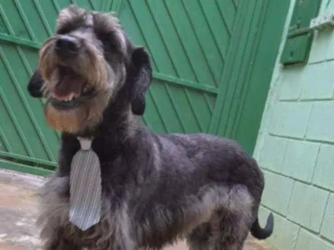 Cachorro raça SRD idade 6 ou mais anos nome SULTÃO, um encanto!