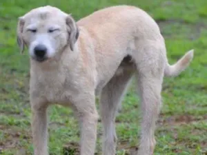 Cachorro raça SRD idade 6 ou mais anos nome COBBY, Perfeição!