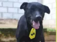 Cachorro raça SRD idade 6 ou mais anos nome BONGO, uma delícia 