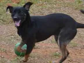 Cachorro raça SRD idade 5 anos nome ALEFF, Paixão!