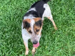 Cachorro raça SRD idade 6 ou mais anos nome ALEX - um fofo!