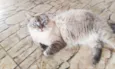 Fiona