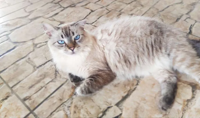 Gato ra a Srd idade 2 anos nome Fiona
