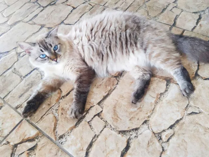 Gato ra a Srd idade 2 anos nome Fiona