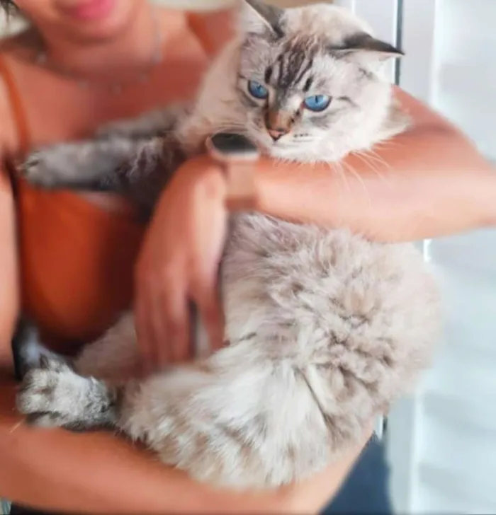 Gato ra a Srd idade 2 anos nome Fiona