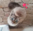 Fiona