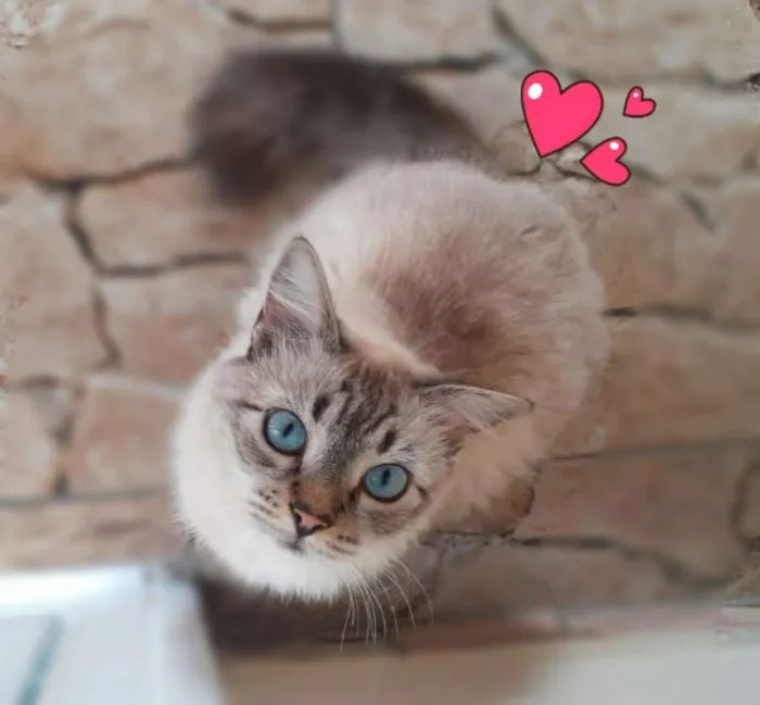 Gato ra a Srd idade 2 anos nome Fiona