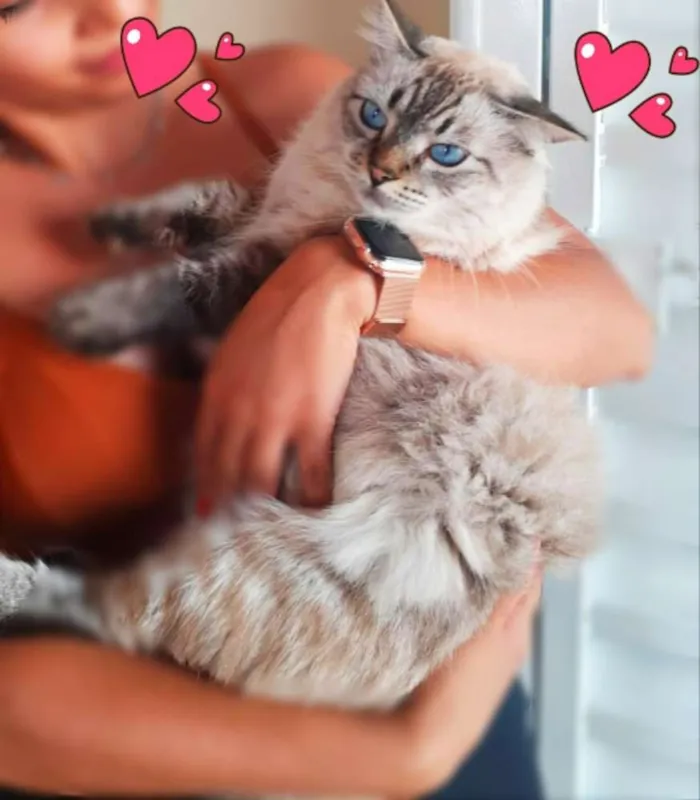 Gato ra a Srd idade 2 anos nome Fiona