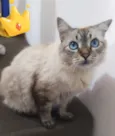 Fiona