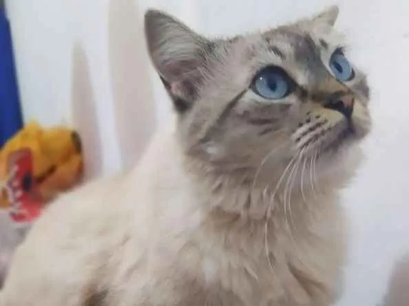 Gato ra a Srd idade 2 anos nome Fiona