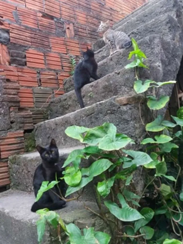 Gato ra a Sem Raça idade 1 ano nome Nino. Neguinho, Nene