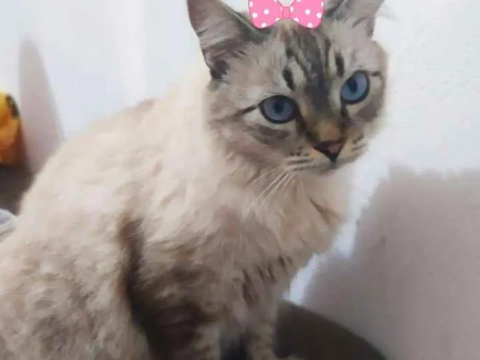 Gato ra a Srd idade 2 anos nome Fiona