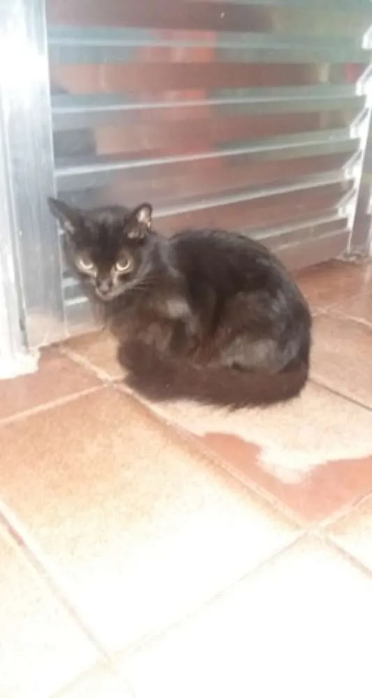 Gato ra a Sem Raça idade 1 ano nome Nino. Neguinho, Nene