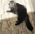 Tigrinha