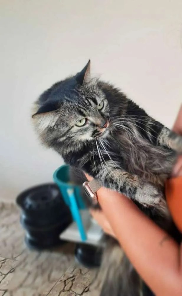 Gato ra a Srd idade 1 ano nome Tigrinha