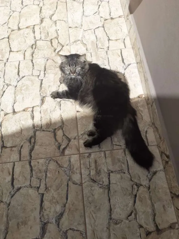 Gato ra a Srd idade 1 ano nome Tigrinha
