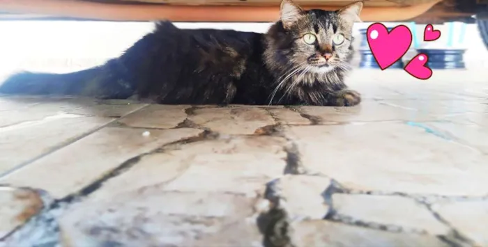 Gato ra a Srd idade 1 ano nome Tigrinha