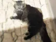Tigrinha