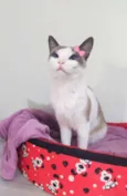 Mia