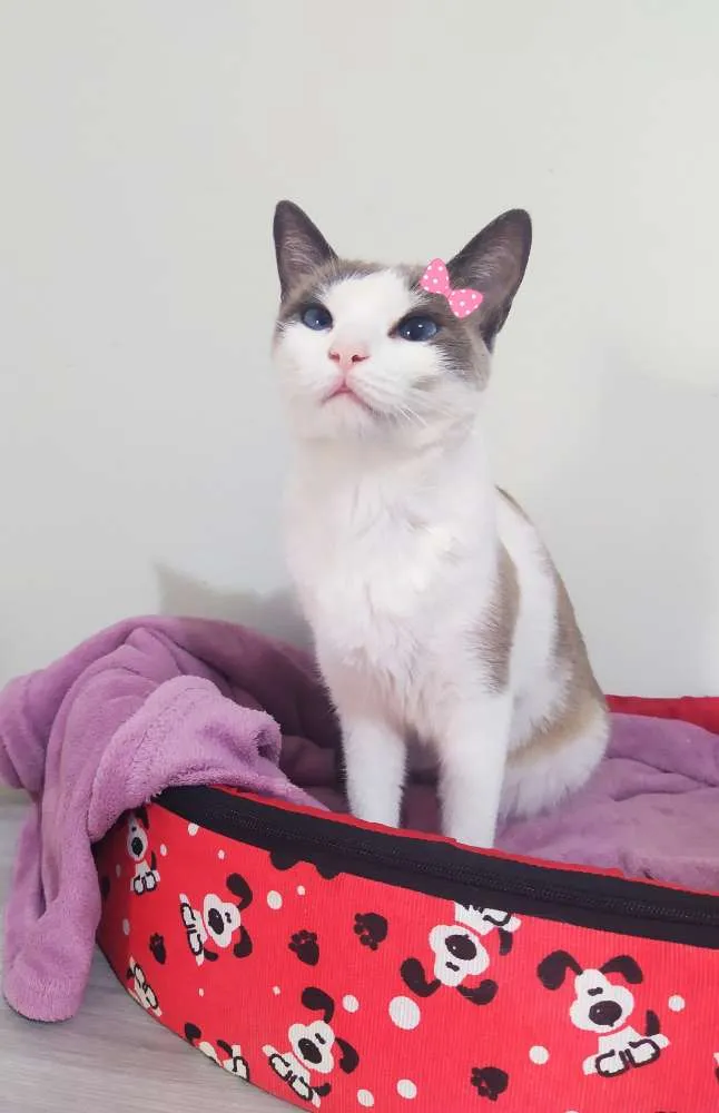 Gato ra a Srd idade 1 ano nome Mia