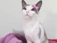 Mia