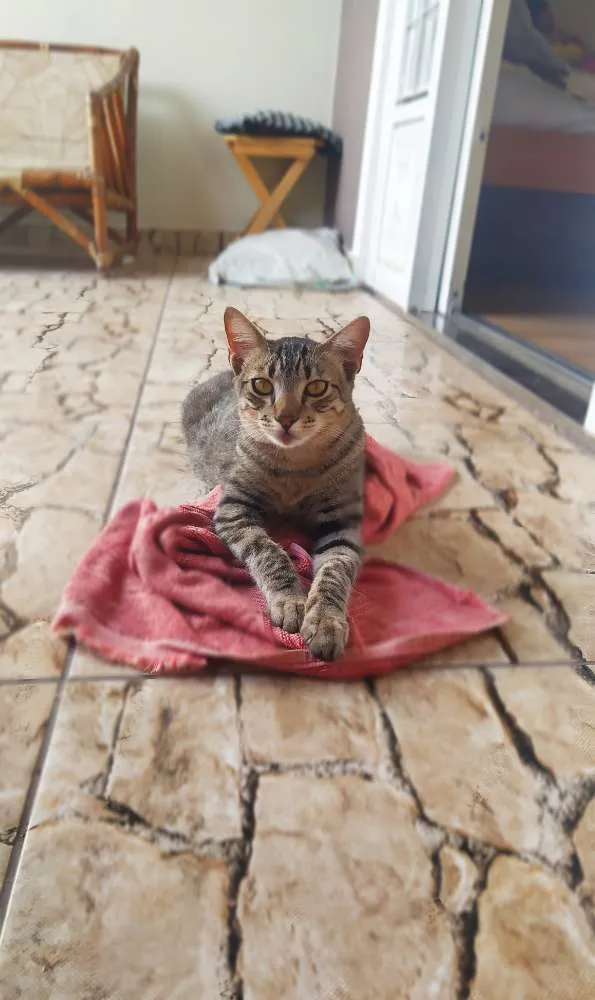 Gato ra a Srd idade 1 ano nome Binho