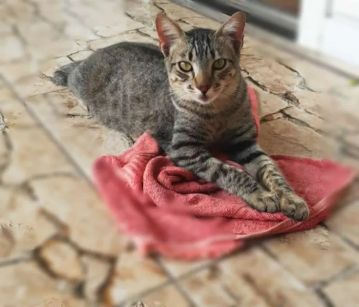 Gato ra a Srd idade 1 ano nome Binho