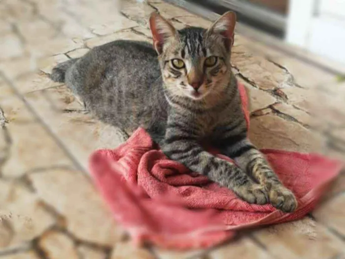 Gato ra a Srd idade 1 ano nome Binho