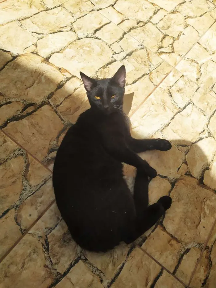 Gato ra a Srd idade 1 ano nome Chica