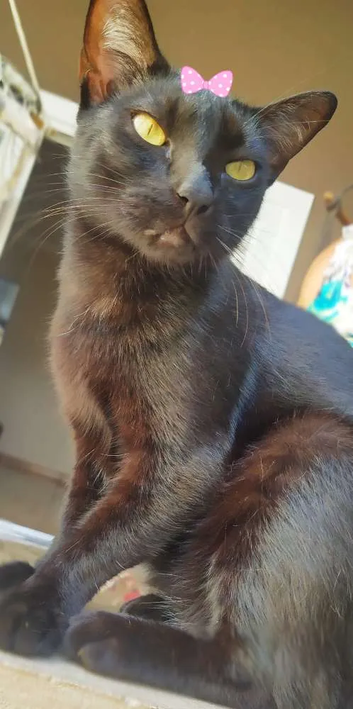 Gato ra a Srd idade 1 ano nome Chica