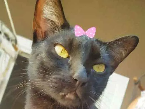 Gato ra a Srd idade 1 ano nome Chica