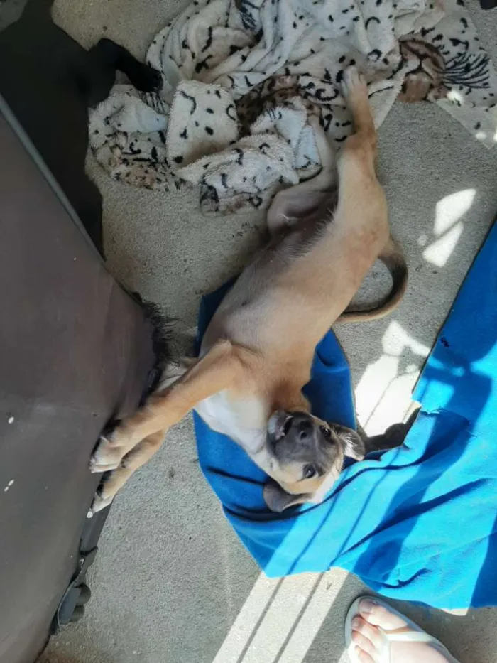 Cachorro ra a Sem raça definida  idade 2 a 6 meses nome Não tem