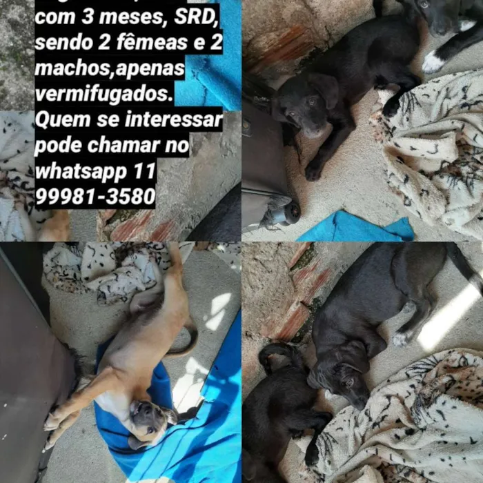 Cachorro ra a Sem raça definida  idade 2 a 6 meses nome Não tem