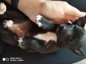 Cachorro raça Sem raça definida idade Abaixo de 2 meses nome Sem nome ainda