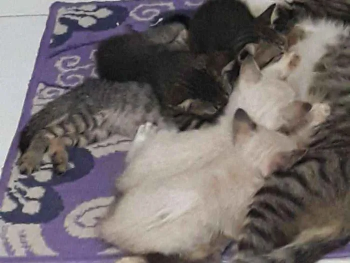 Gato raça  idade 2 a 6 meses nome Sem
