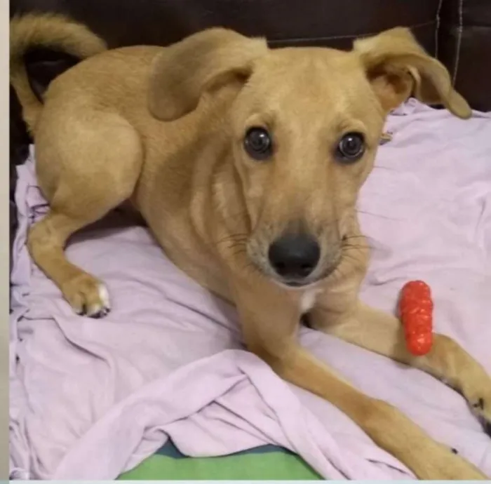 Cachorro ra a Sem raça definida idade 2 a 6 meses nome Simba 