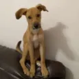 Simba