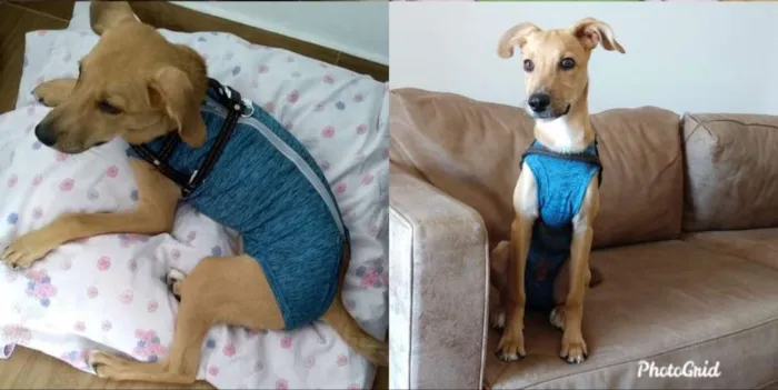Cachorro ra a Sem raça definida idade 2 a 6 meses nome Simba 