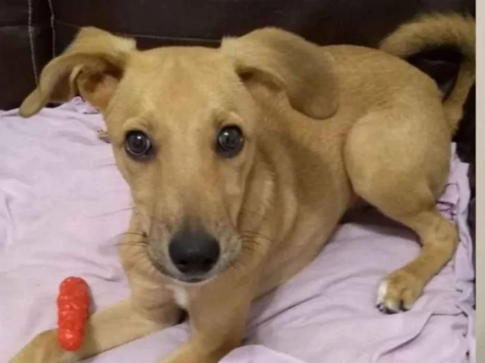 Cachorro ra a Sem raça definida idade 2 a 6 meses nome Simba 