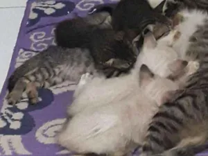 Gato raça  idade 2 a 6 meses nome Sem