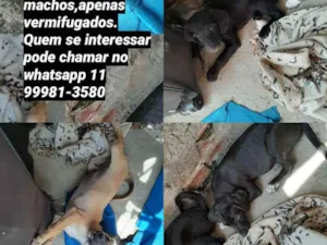 Cachorro raça Sem raça definida  idade 2 a 6 meses nome Não tem
