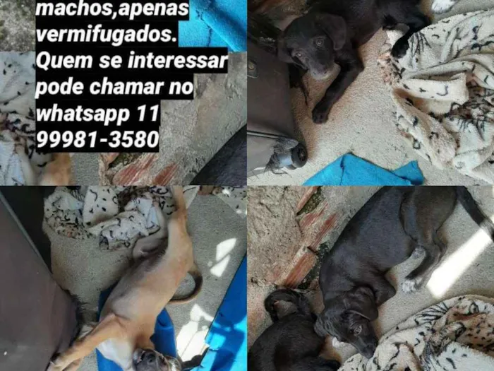 Cachorro ra a Sem raça definida  idade 2 a 6 meses nome Não tem