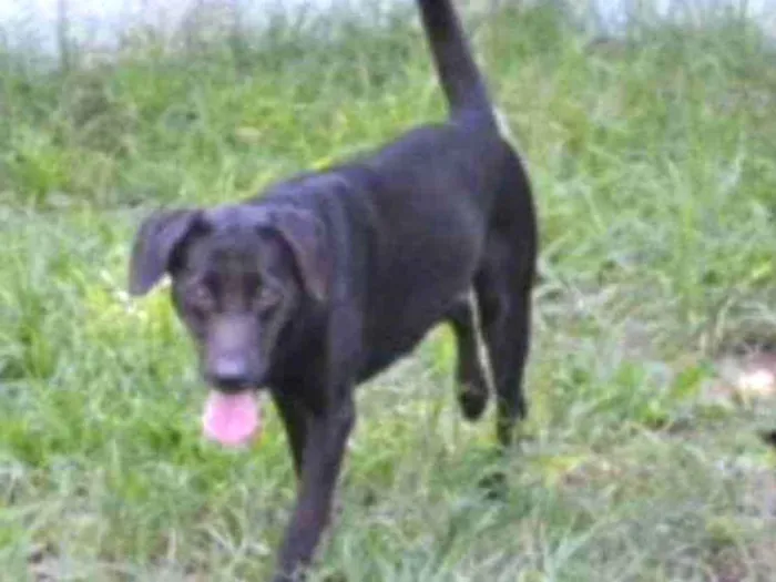 Cachorro ra a SRD idade 2 anos nome EMILY