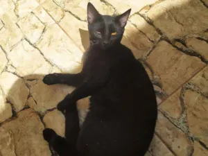 Gato raça Srd idade 1 ano nome Chica